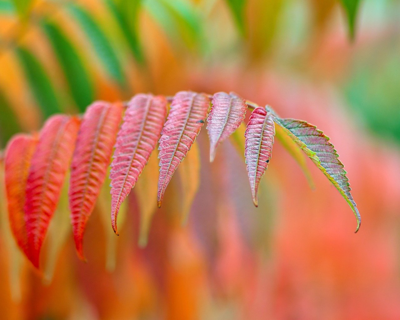 red_leaves